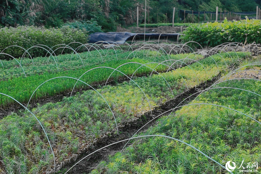 清流縣保障性苗圃的育苗區。人民網 楊灝昱攝
