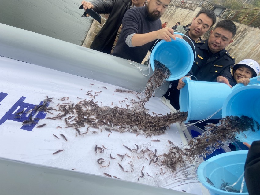 放流活動現場。宜賓市廣播電視臺供圖