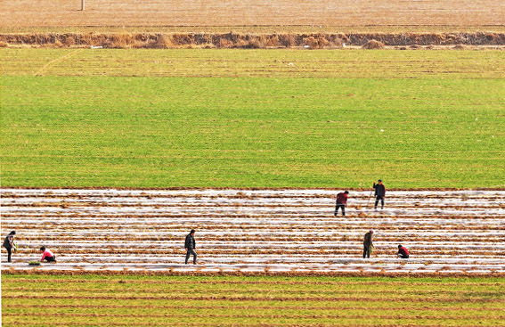 山西運城:“龍抬頭”春播春種“加速度”-45122.jpg 山西運城:“龍抬頭”春播春種“加速度”-45122.jpg