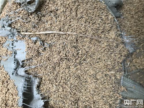 萬寶收儲庫點的部分省級儲備糧已經發黑霉變