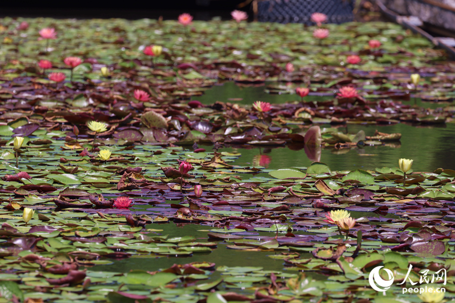 藏在繁花深處的3朵雙色睡蓮。人民網記者 陳博攝
