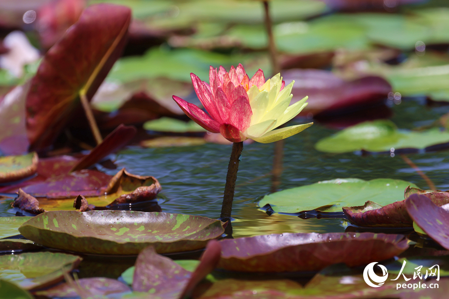 亭亭玉立于水中央的雙色睡蓮。人民網記者 陳博攝