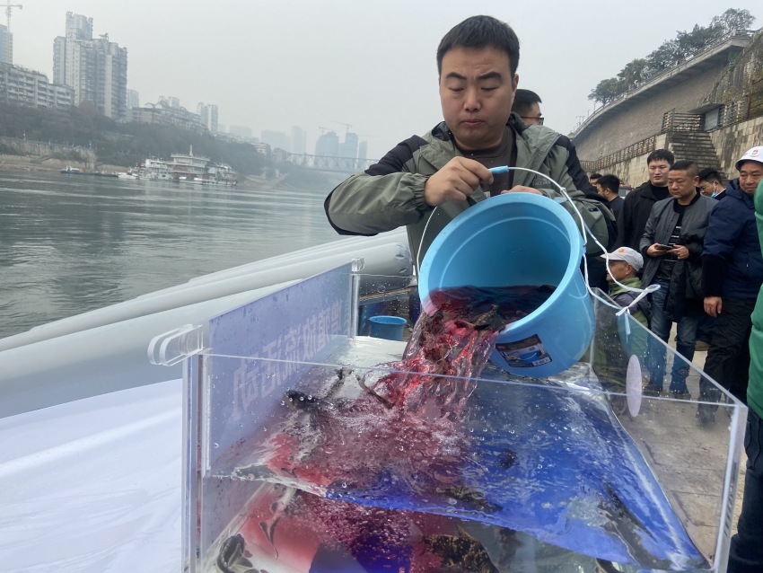 放流活動現場。宜賓市廣播電視臺供圖